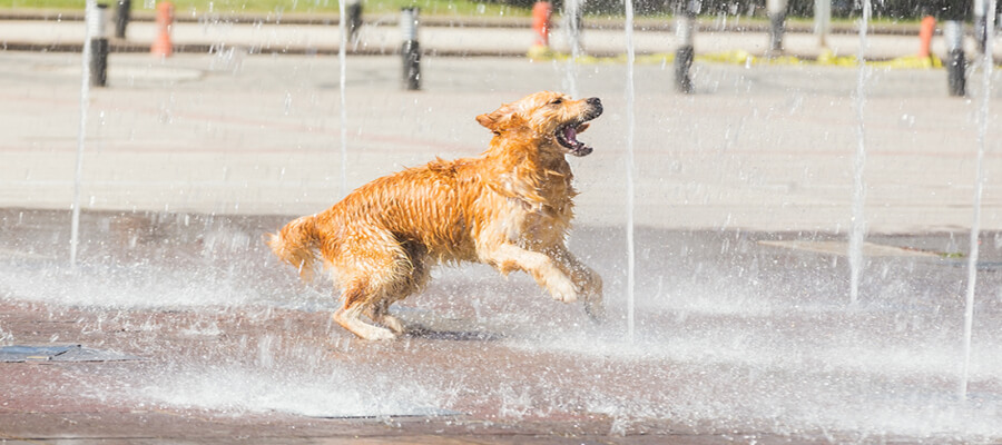 How to Keep Your Dog Hydrated in the Summer Heat